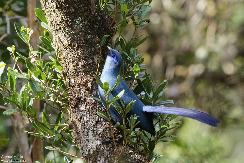 Coua bleuadulte, Comportement