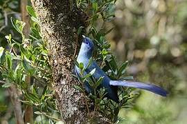 Coua bleu