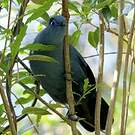 Coua bleu