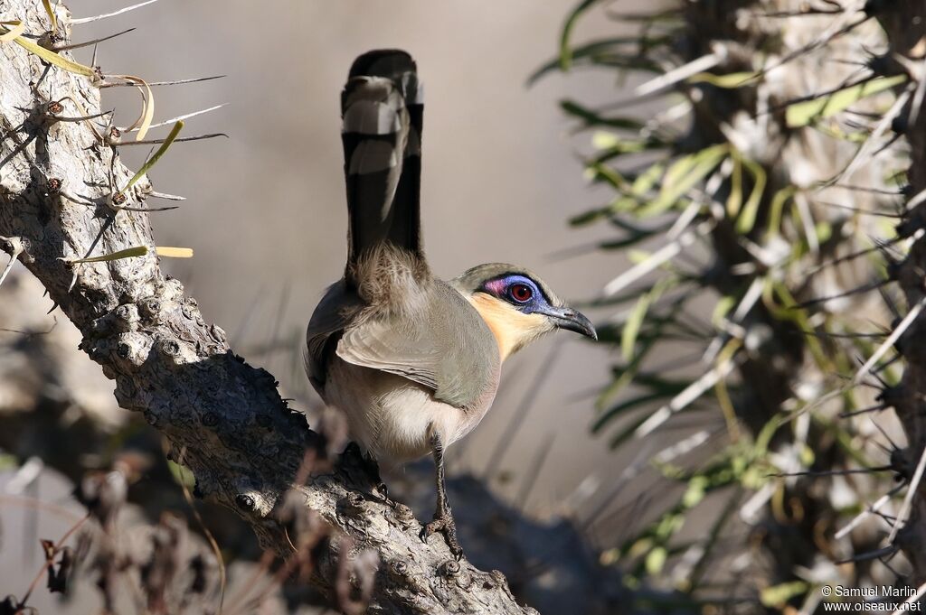 Coua coureuradulte