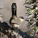 Coua coureur