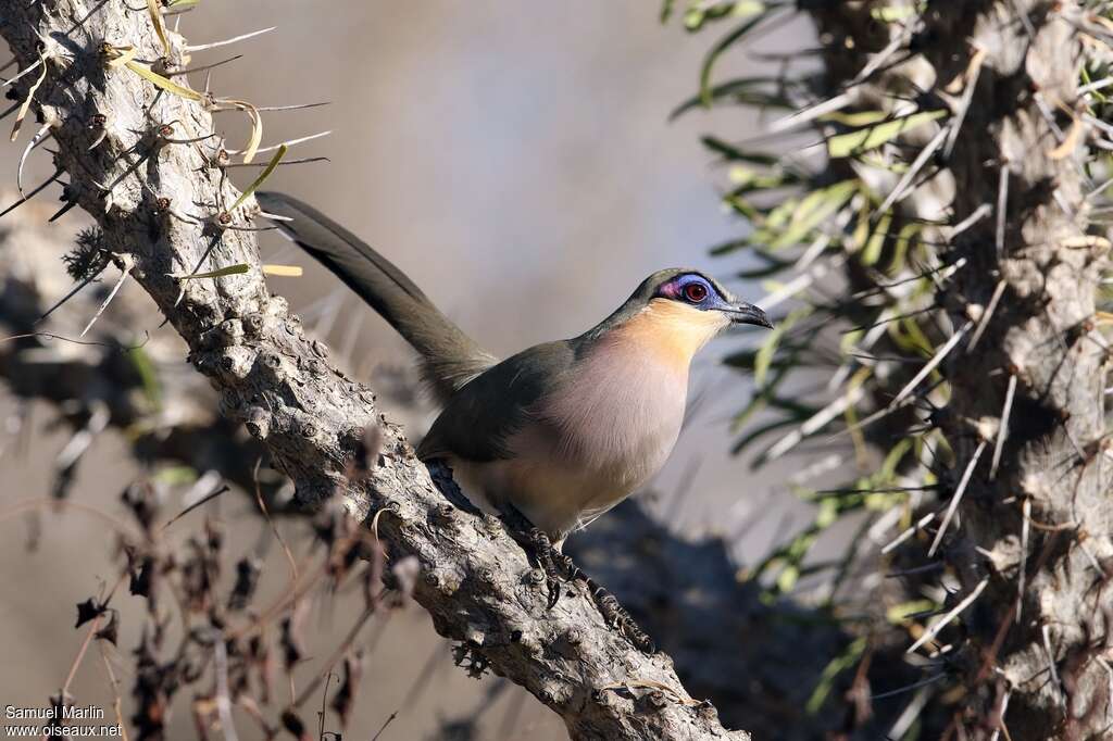 Coua coureuradulte, identification