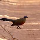 Coua de Coquerel