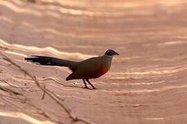 Coquerel's Coua