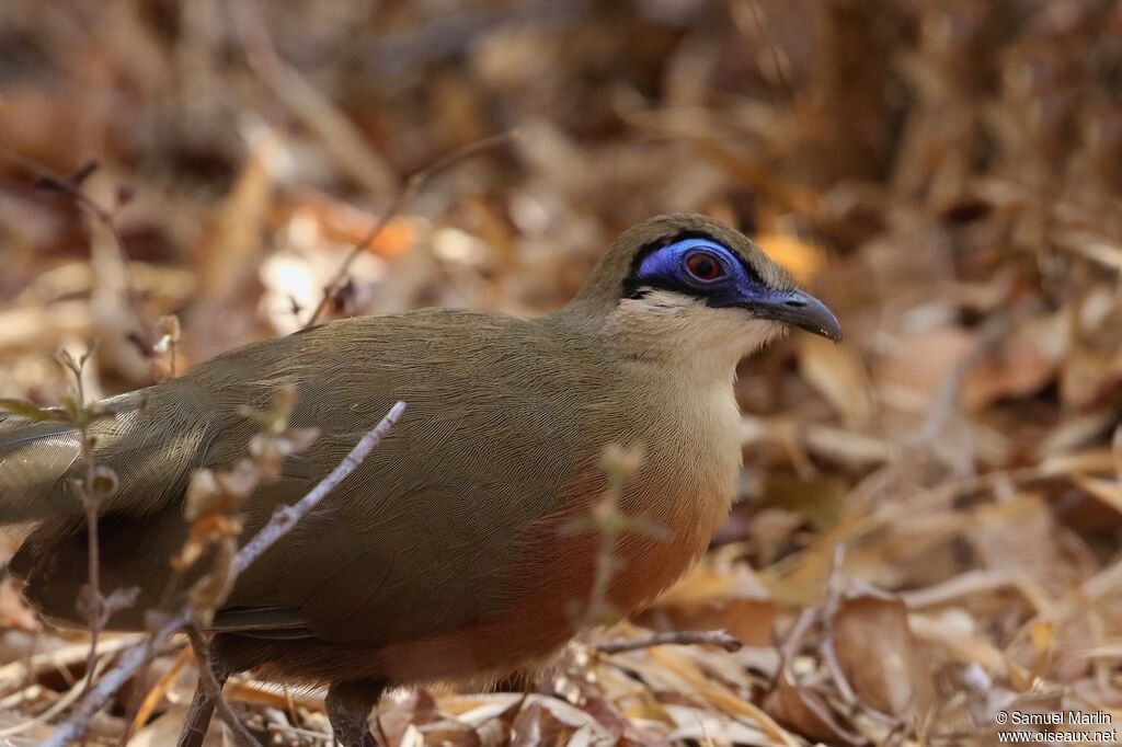 Coua de Coquereladulte