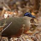 Coua de Coquerel