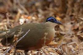 Coquerel's Coua