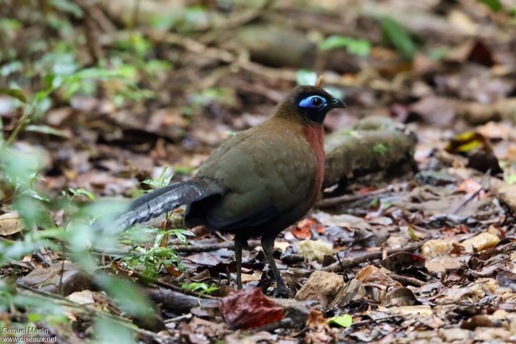 Red-breasted Coua male adult, identification