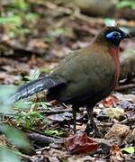 Red-breasted Coua