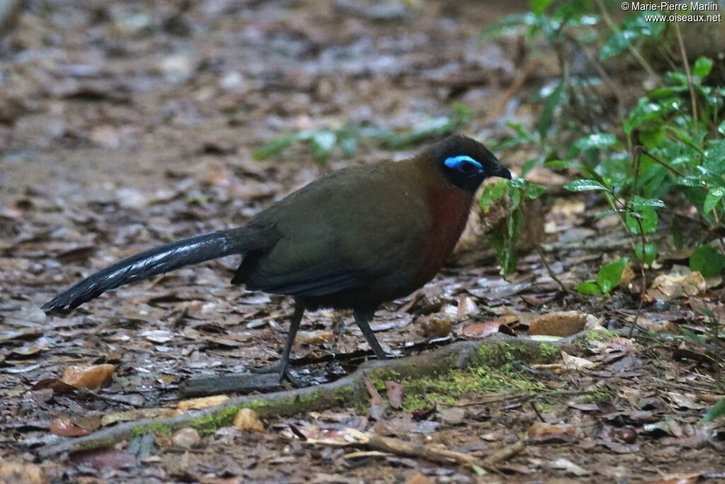 Red-breasted Coua