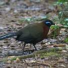 Coua de Serre