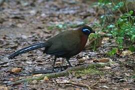 Red-breasted Coua