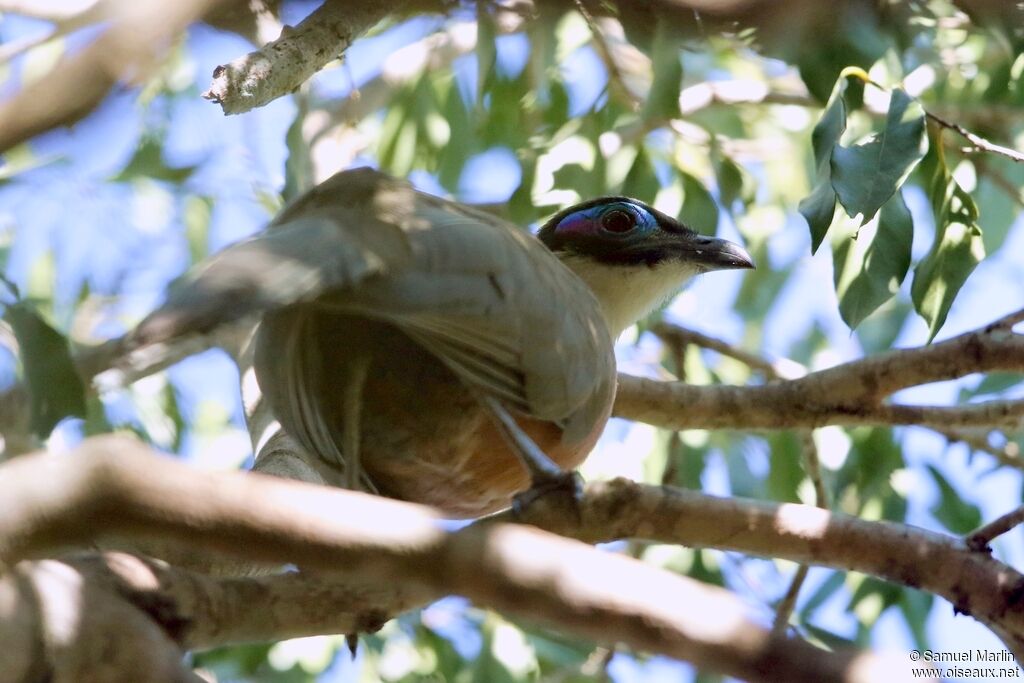 Coua géant