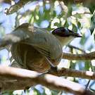 Coua géant