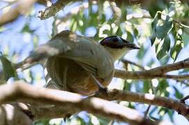 Giant Coua