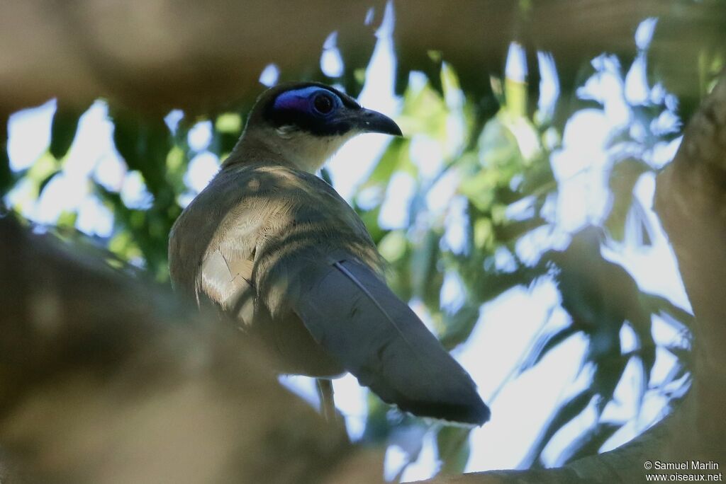 Coua géantadulte