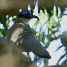 Coua géant