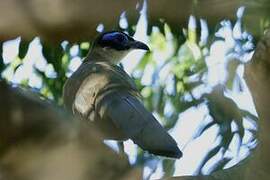 Giant Coua