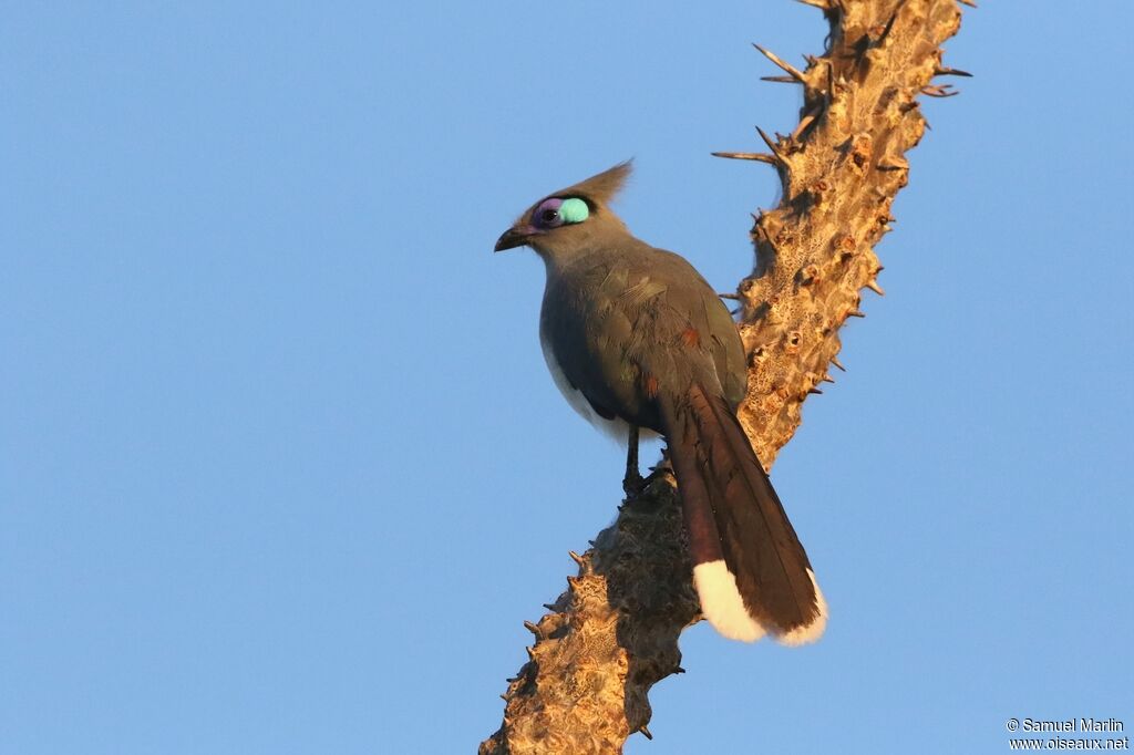 Crested Couaadult