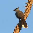 Coua huppé