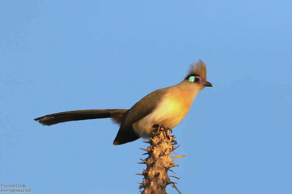 Crested Couaadult