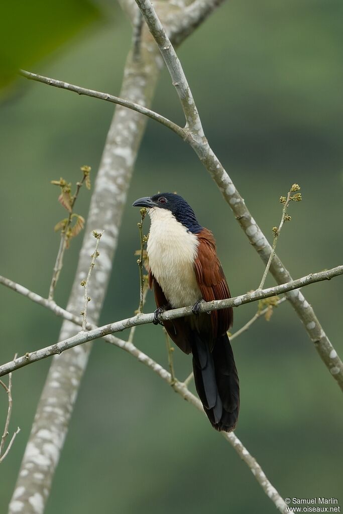 Coucal à nuque bleueadulte