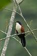 Coucal à nuque bleue