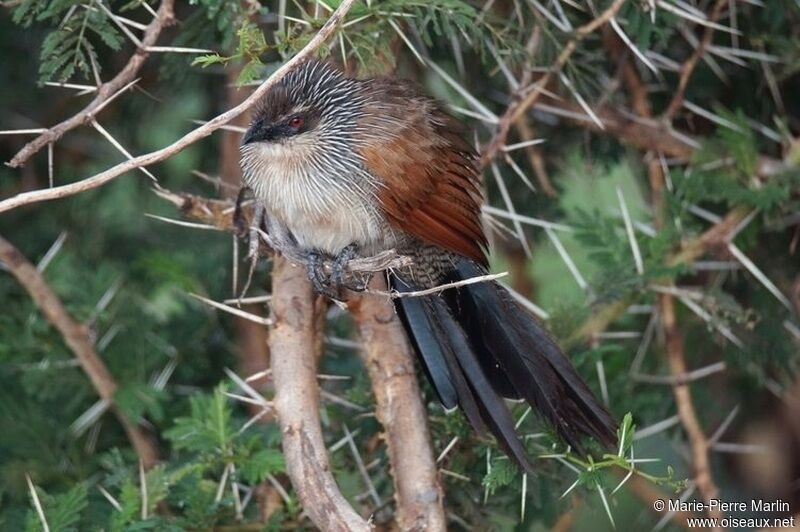 Coucal à sourcils blancsadulte