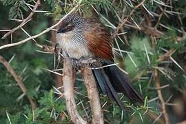 White-browed Coucal