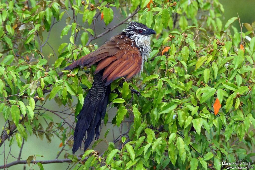 Coucal à sourcils blancs