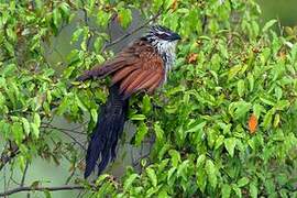 White-browed Coucal