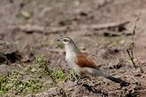 Coucal à sourcils blancs