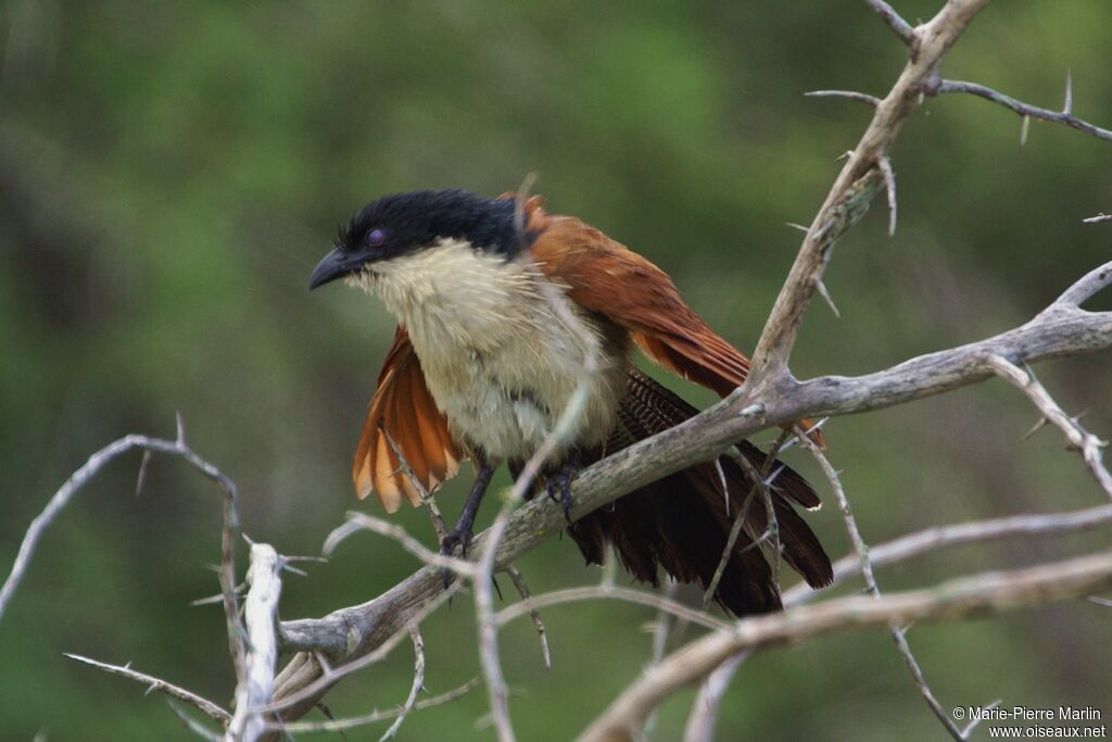 Coucal de Burchelladulte