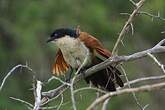 Coucal de Burchell