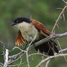 Coucal de Burchell