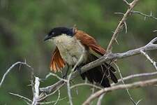 Coucal de Burchell