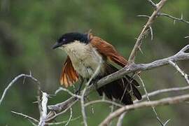 Burchell's Coucal