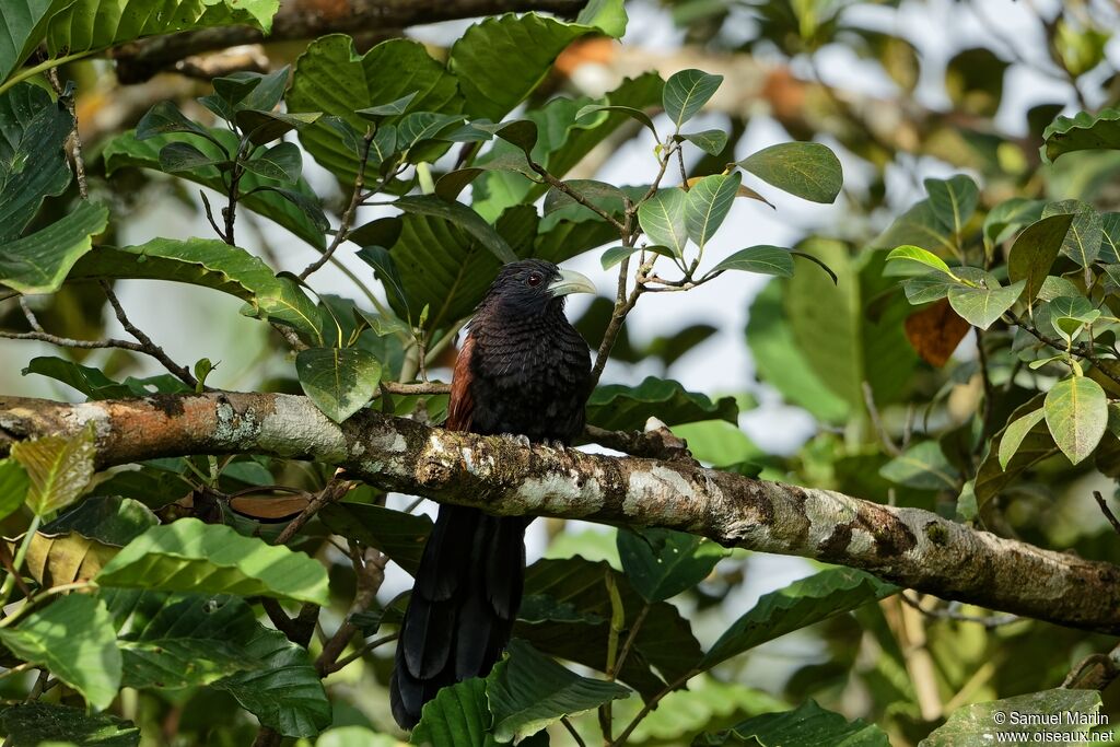 Green-billed Coucaladult