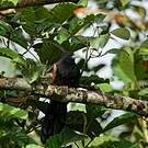 Coucal de Ceylan