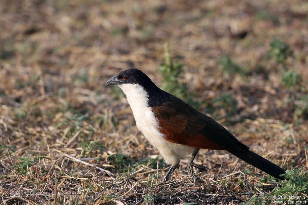 Coucal des papyrusadulte