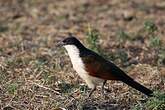 Coucal des papyrus