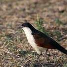 Coucal des papyrus