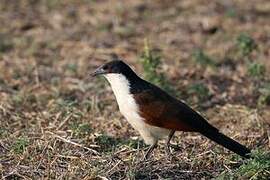 Coppery-tailed Coucal