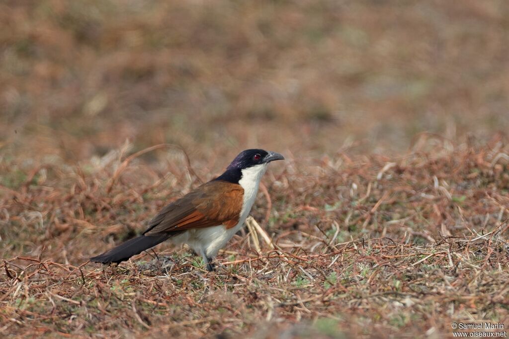 Coppery-tailed Coucal