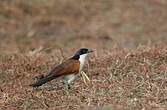 Coucal des papyrus