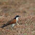 Coucal des papyrus