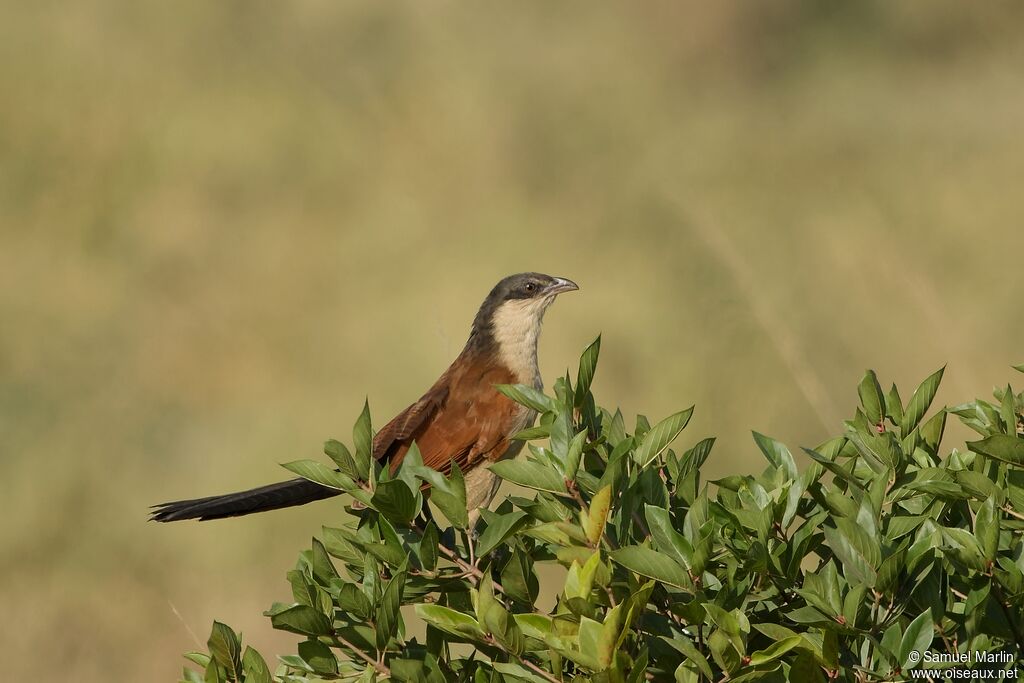 Senegal Coucal