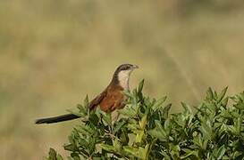 Coucal du Sénégal