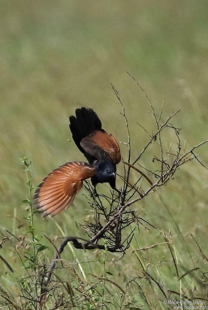 Coucal noiradulte