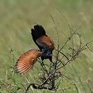 Coucal noir
